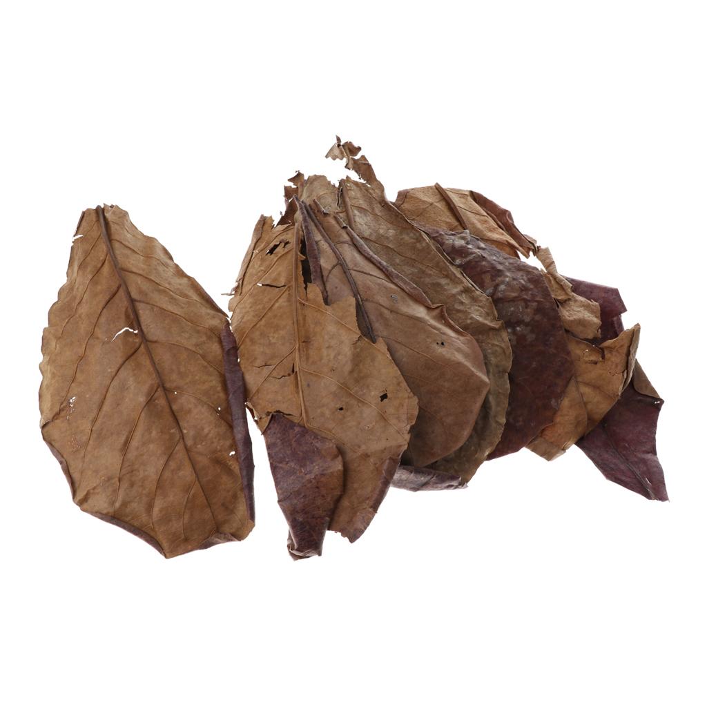 Fish Aquariums Indian Almond L - Aquarium Fish Betta recension och pris